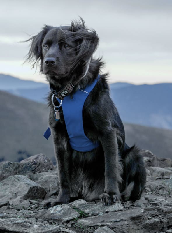 La Pine Animal Hospital, La Pine