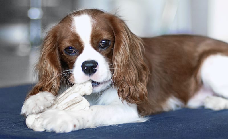 Welcome to La Pine Animal Hospital | La Pine Vet Welcome to La Pine Animal Hospital | La Pine Vet