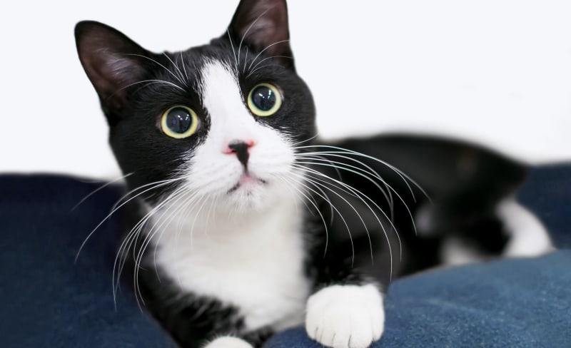 Routine Exams, La Pine Animal Hospital, La Pine