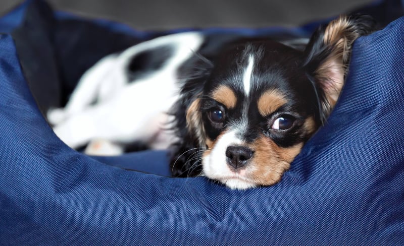 Welcome to La Pine Animal Hospital | La Pine Vet Welcome to La Pine Animal Hospital | La Pine Vet