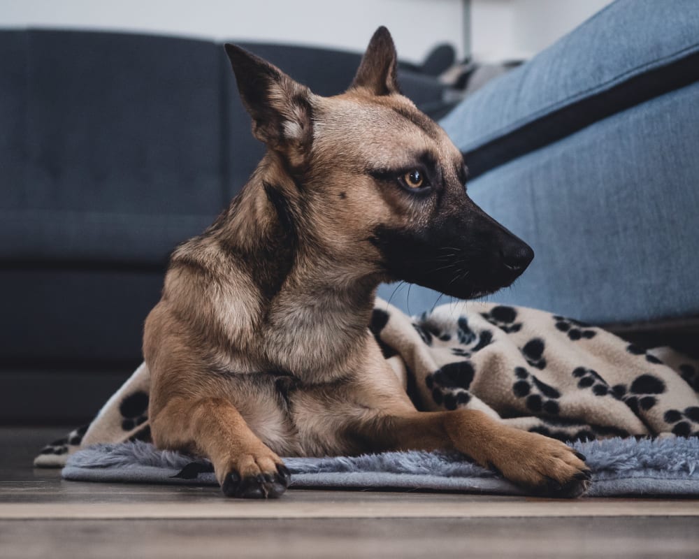 Welcome to La Pine Animal Hospital | La Pine Vet Welcome to La Pine Animal Hospital | La Pine Vet